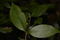Vanguerieae