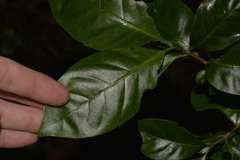 Vanguerieae