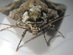 Craniophora ligustri