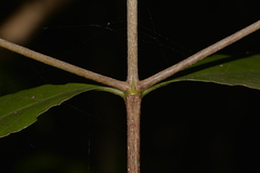 Vanguerieae