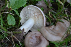 Lactarius luridus