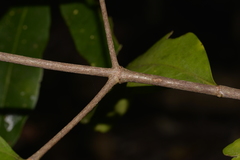 Vanguerieae