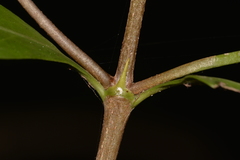Vanguerieae