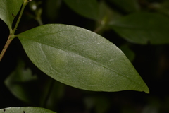 Vanguerieae