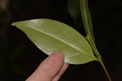 Vanguerieae