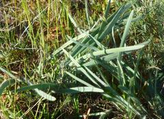 Gethyllis gregoriana