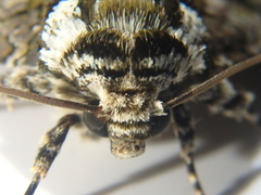 Craniophora ligustri