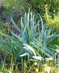 Gethyllis gregoriana