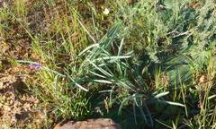 Gethyllis gregoriana