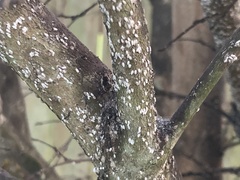 Eriococcus lagerstroemiae