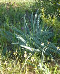 Gethyllis gregoriana