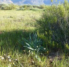 Gethyllis gregoriana