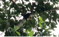 Pteropus seychellensis seychellensis