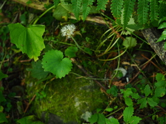 Micranthes manchuriensis