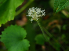 Micranthes manchuriensis