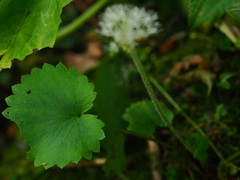 Micranthes manchuriensis