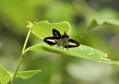 Sabera caesina