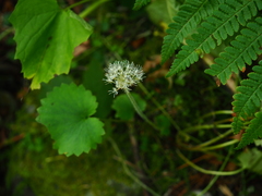 Micranthes manchuriensis
