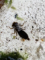 Cordulegaster boltonii