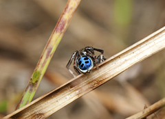 Maratus nigromaculatus