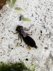 Cordulegaster boltonii