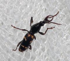 Orfilaia vulsellata