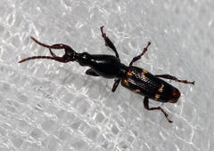 Orfilaia vulsellata