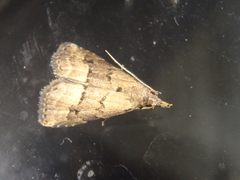 Schrankia taenialis