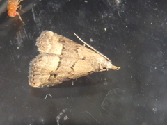 Schrankia taenialis