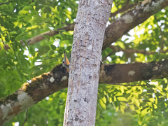 Mulleripicus pulverulentus