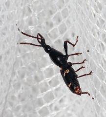 Orfilaia vulsellata