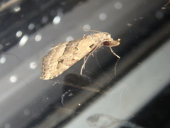 Schrankia taenialis