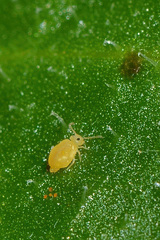 Deuterosminthurus pallipes