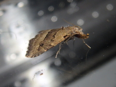 Schrankia taenialis