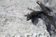 Pseudocordylus microlepidotus microlepidotus