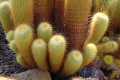 Parodia lenninghausii