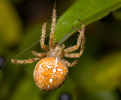 Jadeback Spider Species in Avendora