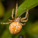 Aitoristihämähäkki - Photo (c) hedera.baltica, osa oikeuksista pidätetään (CC BY-SA)
