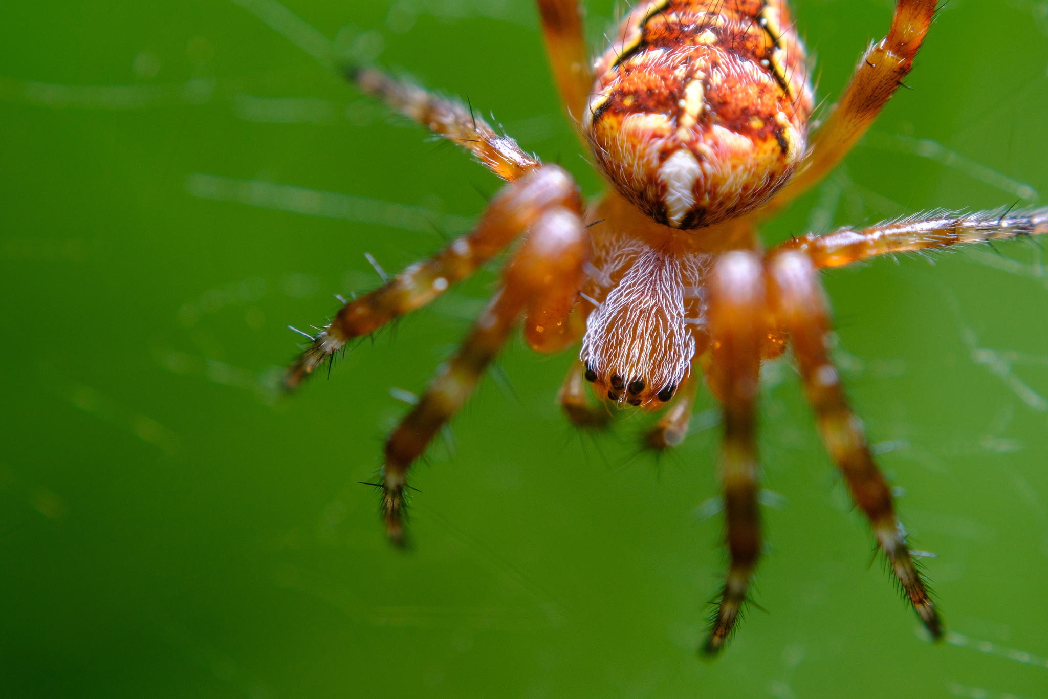 Jadeback Spider Species in Avendora