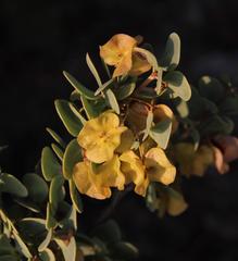 Roepera lichtensteiniana