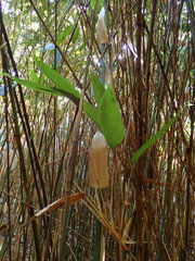 × phyllosasa tranquillans