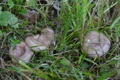Lactarius luridus