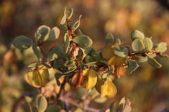 Roepera lichtensteiniana