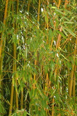 Phyllostachys viridiglaucescens