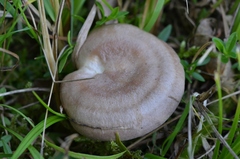 Lactarius luridus