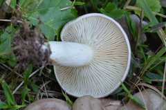 Lactarius luridus
