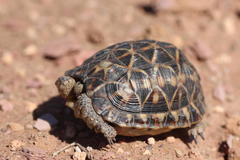 Psammobates tentorius