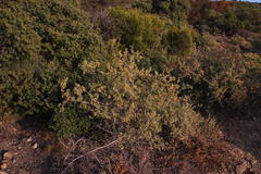 Roepera lichtensteiniana