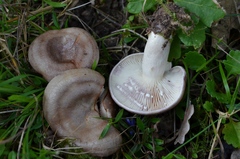 Lactarius luridus