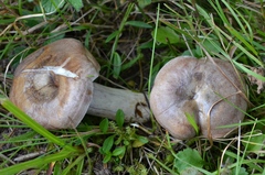 Lactarius luridus